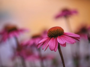 Pink, fuzzy, Flowers, echinacea