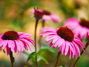 echinacea, Flowers, Pink