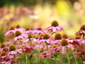 Pink, Flowers, rapprochement, echinacea