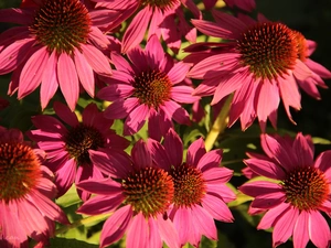 Pink, echinacea