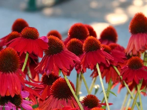 Red, echinacea