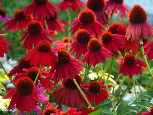 Red, echinacea