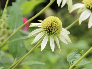 White, echinacea