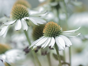 White, rapprochement, Flowers, echinacea