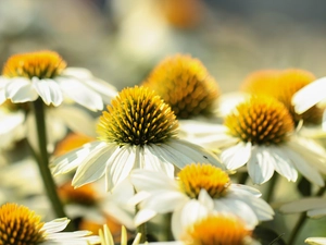 echinacea, Flowers, White