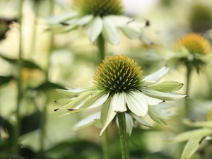 White, Flowers, rapprochement, echinacea