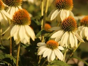 White, echinacea