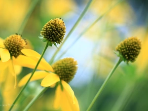 Flowers, Yellow Honda, echinacea