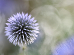 Echinops Ritro, plant