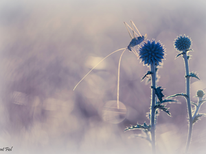 Plants, Insect, grasshopper, Echinops