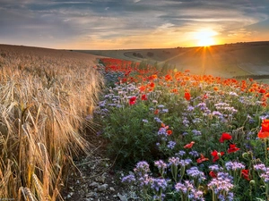 emerging, sun, corn, papavers, Field