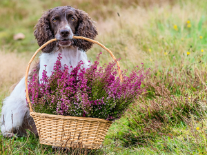 dog, basket, heathers, English Springer Spaniel