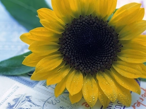 Sunflower, addressed, Envelopes, decorated