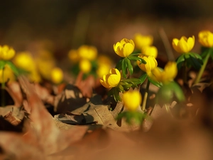 Yellow, Eranthis hyemalis, rapprochement, Flowers