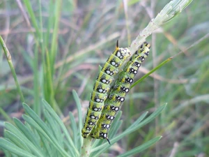 euphorbia, tracks, an