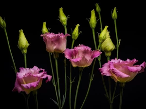 Dark Background, Flowers, Eustoma