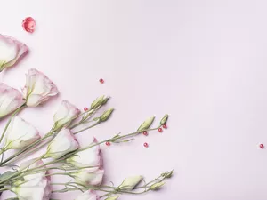 Flowers, Pink, background, Eustoma