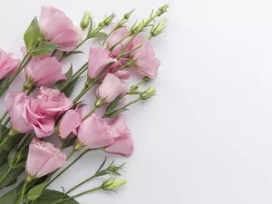 Eustoma, Pink, Flowers