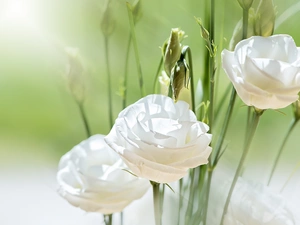 Eustoma, White, Flowers