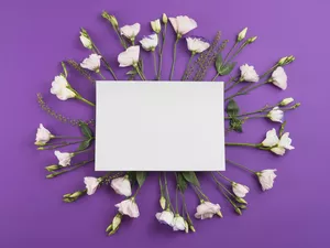 White, White, purple, Eustoma, Flowers, card, background