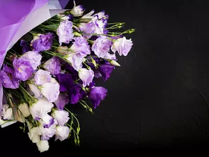 Black, background, Flowers, Eustoma, Purple-White