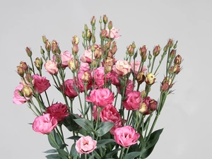 Eustomy, Flowers, Pink