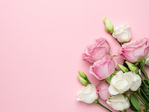 White, Pink, roses, Eustomy