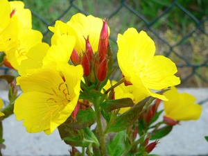 beautiful, Evening primrose decorative