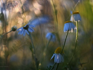 evening, chamomile, Meadow