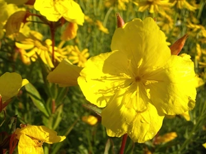 Evening primrose square