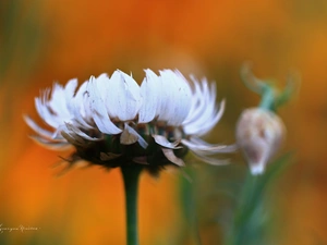 Colourfull Flowers, Kocanka garden, everlasting