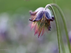 Colourfull Flowers, pasque, fading