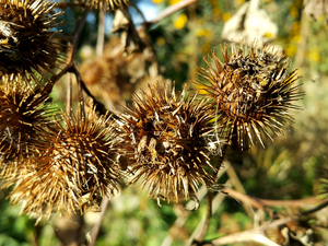 fading, teasel