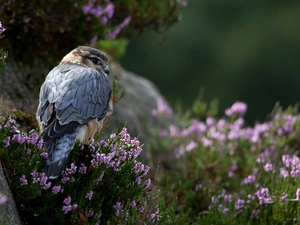 falcon, heathers
