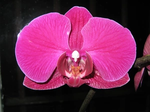 Pink, orchid