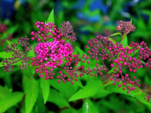 Japanese, Leaf, Flowers, False Spirea, Purple