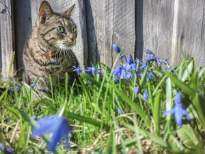 cat, squill, Siberian, Fance