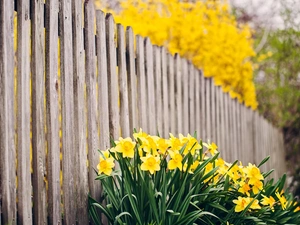 Fance, Flowers, Daffodils