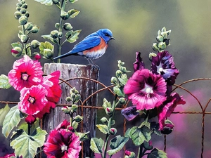Bird, Fance, Hollyhocks, color, Flowers