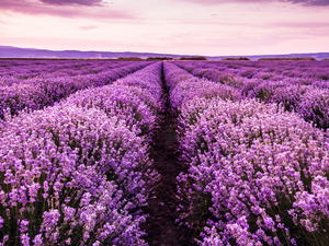 Field, Flowers, lavender, farm