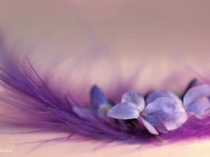 Viola odorata, Colourfull Flowers, feather, Violet