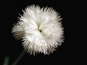 feathery, White, pink