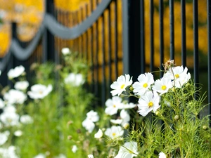 fence, White, Cosmos