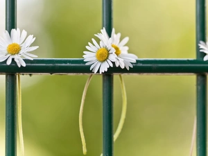 daisies, fence