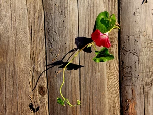 Colourfull Flowers, Wilec, fence, creeping