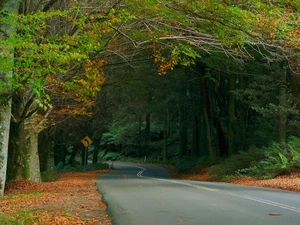 fern, autumn, forest, Leaf, Way