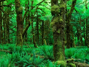 Beatyfull, forest, fern, Green