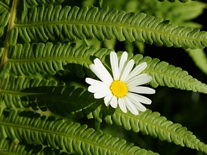 Colourfull Flowers, leaf, Fern, Daisy