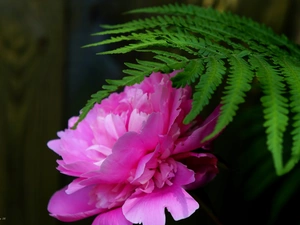 Colourfull Flowers, leaf, Fern, peony