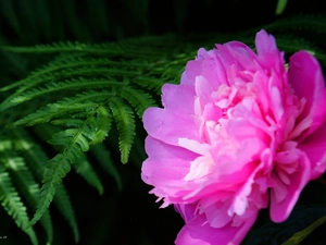 Colourfull Flowers, Leaf, Fern, peony